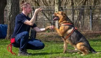 German shepherd training