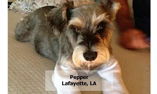 Small breed dog eating Pro Plan Weight Management food