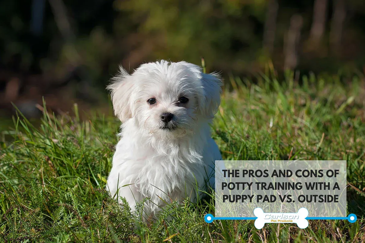 A white puppy standing in green grass outdoors, representing successful outdoor potty training