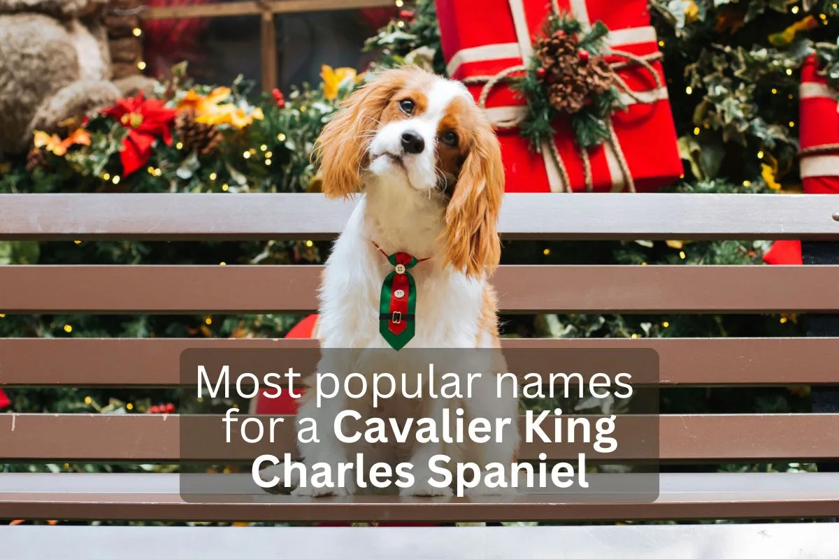 Cavalier King Charles Spaniel sitting on a bench with holiday decorations