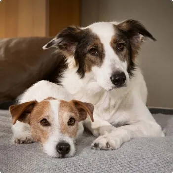 Two dogs resting comfortably on a gray blanket, representing healthy digestion and wellbeing