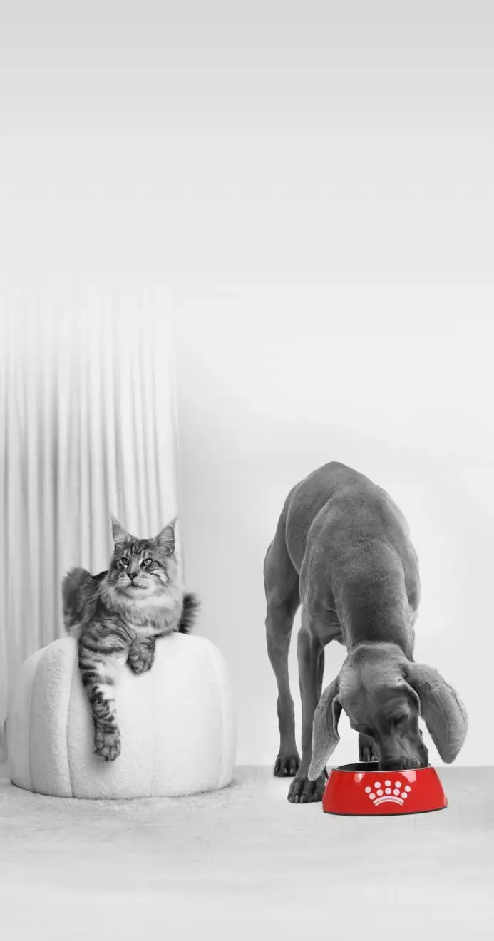 Pet owner reviewing nutrition options for a dog and cat