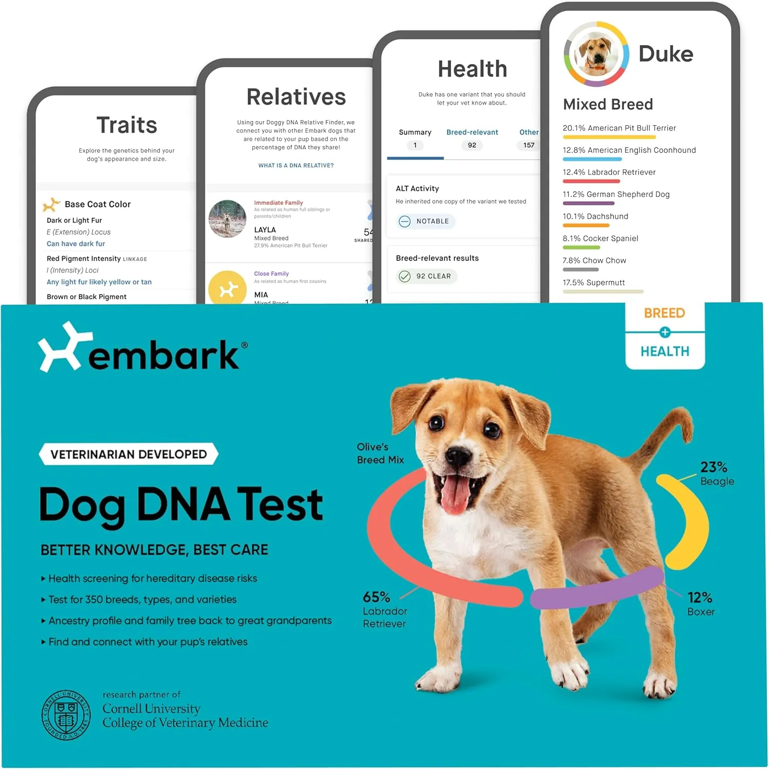 Detailed poster featuring labeled dog breeds of different sizes and body types