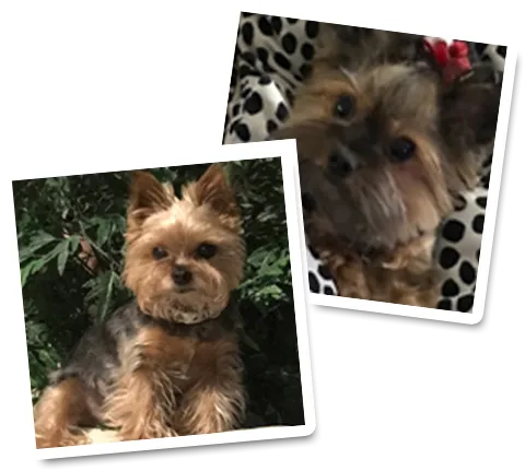 Healthy Yorkie puppies raised in a loving indoor home environment