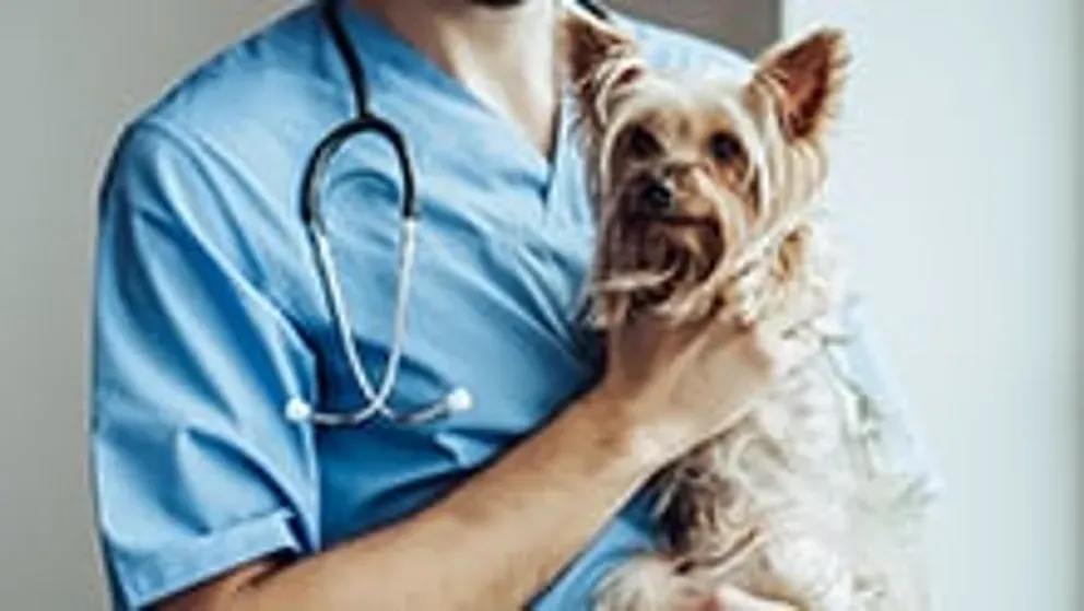 Veterinarian holding a small dog during a routine health examination