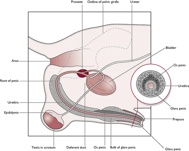Anatomical diagram of the male reproductive system in dogs, highlighting the testis, epididymis, deferent duct, urethra, and penis