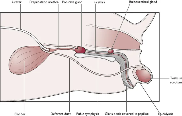 Anatomical comparison of the male reproductive system in dogs and cats