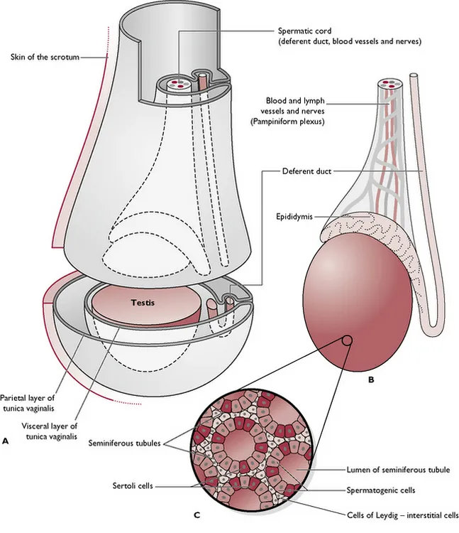 Cross-sectional view of the testis, showing seminiferous tubules, Sertoli cells, and Leydig cells