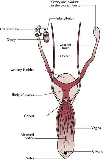 Dorsal view of the female reproductive system in dogs, showing the uterus, ovaries, and uterine tubes