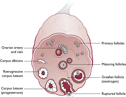 Longitudinal section of an ovary, showing follicles and germ cells