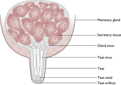 Section through a mammary gland, showing glandular tissue and teat canals