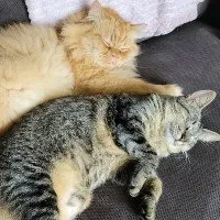 Angelic kittens