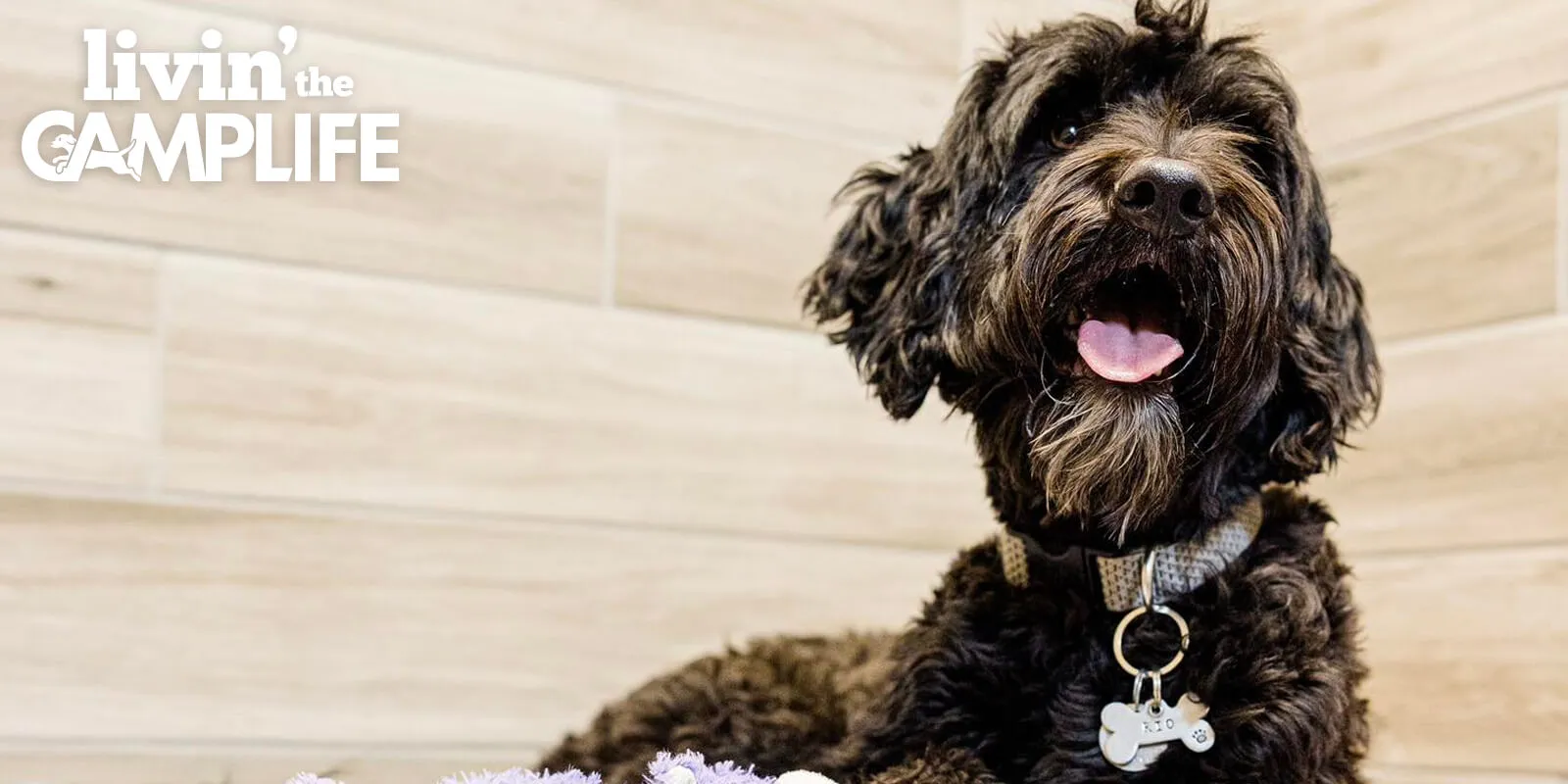 Dogs enjoying supervised play sessions in spacious indoor areas