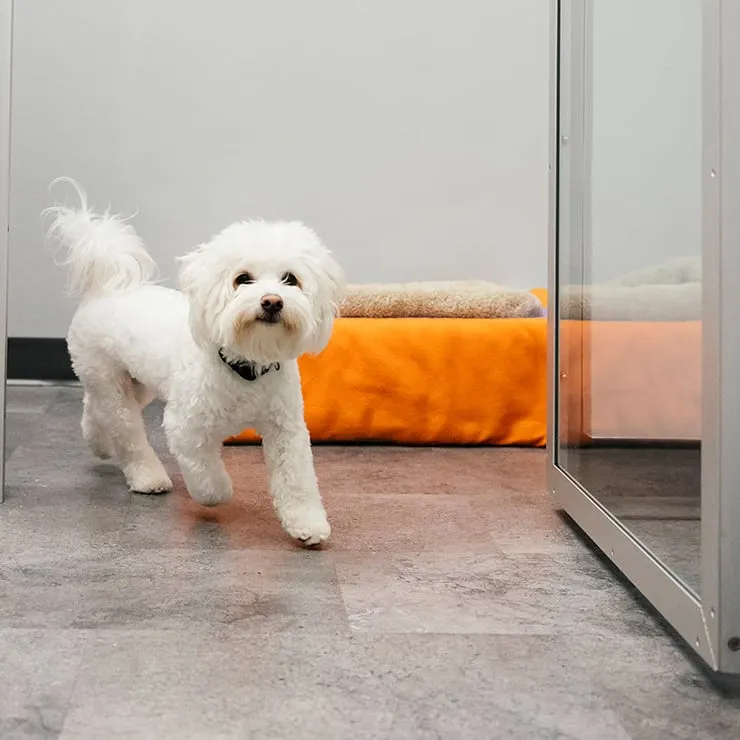 A Bichon Frise dog enjoying a walk as part of a dog boarding program