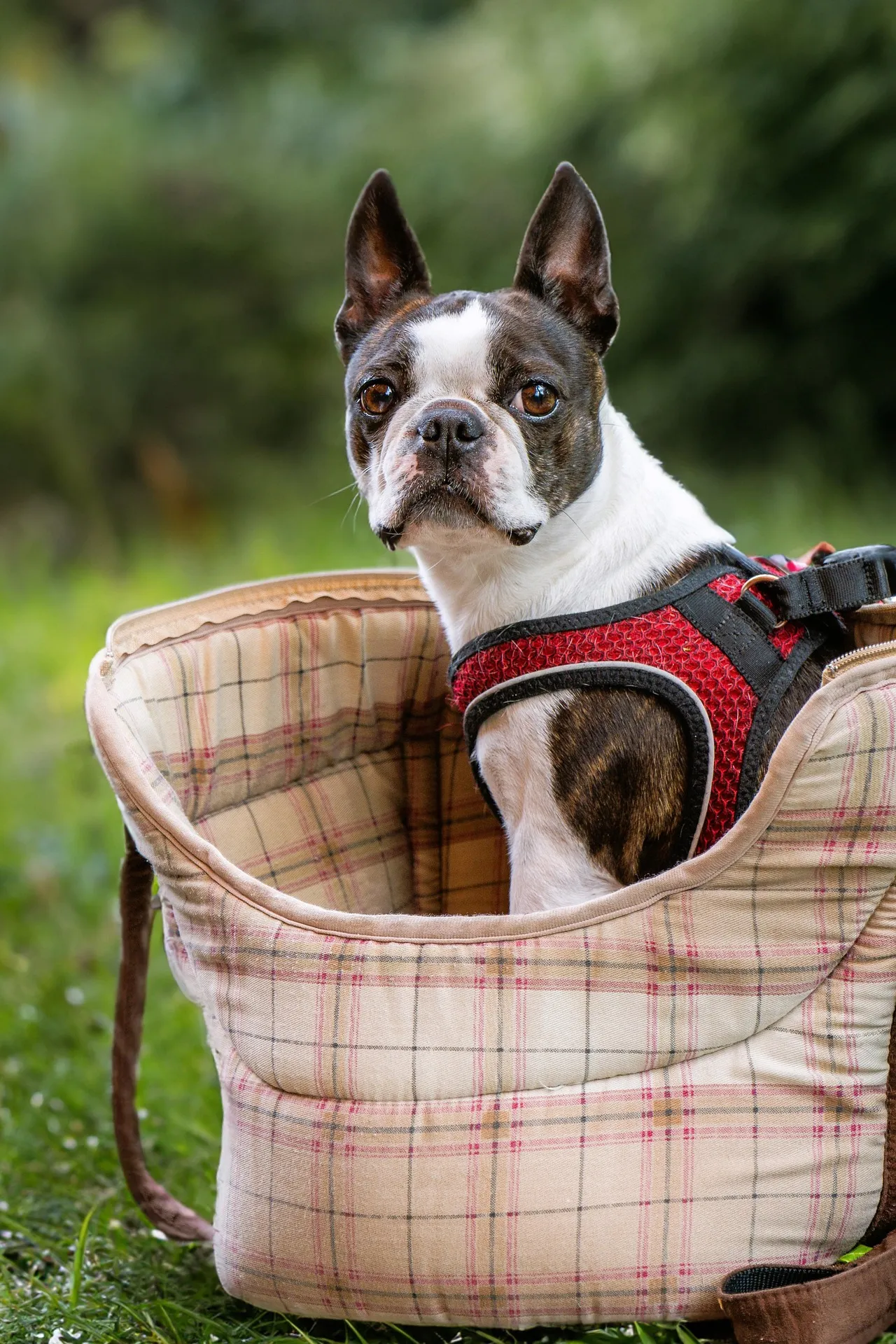 Boston Terrier Puppy