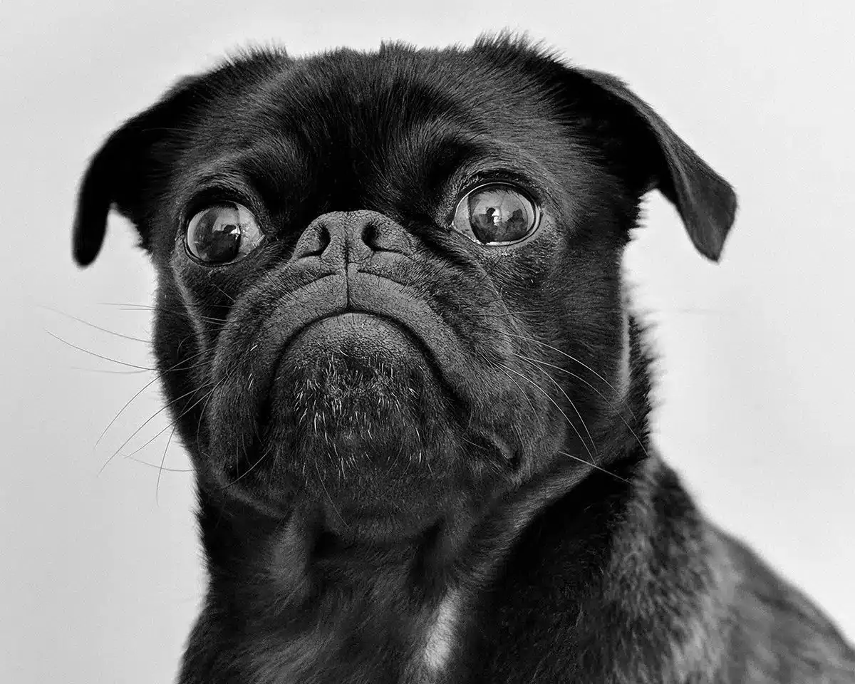 Black pug looking attentively toward the camera with expressive eyes