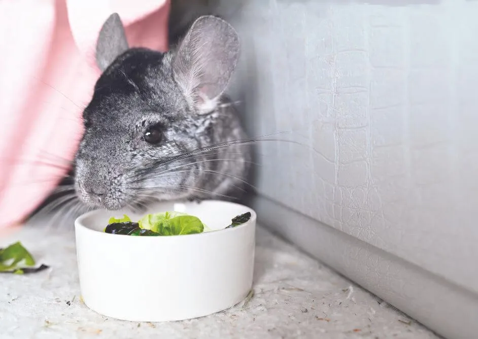 A chinchilla enjoying a dust bath in its natural habitat