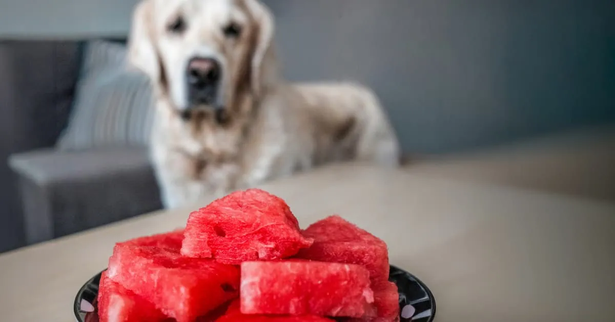 A close-up of a plate of sliced red watermelon in the foreground with a light-colored dog staring at the plate in the background