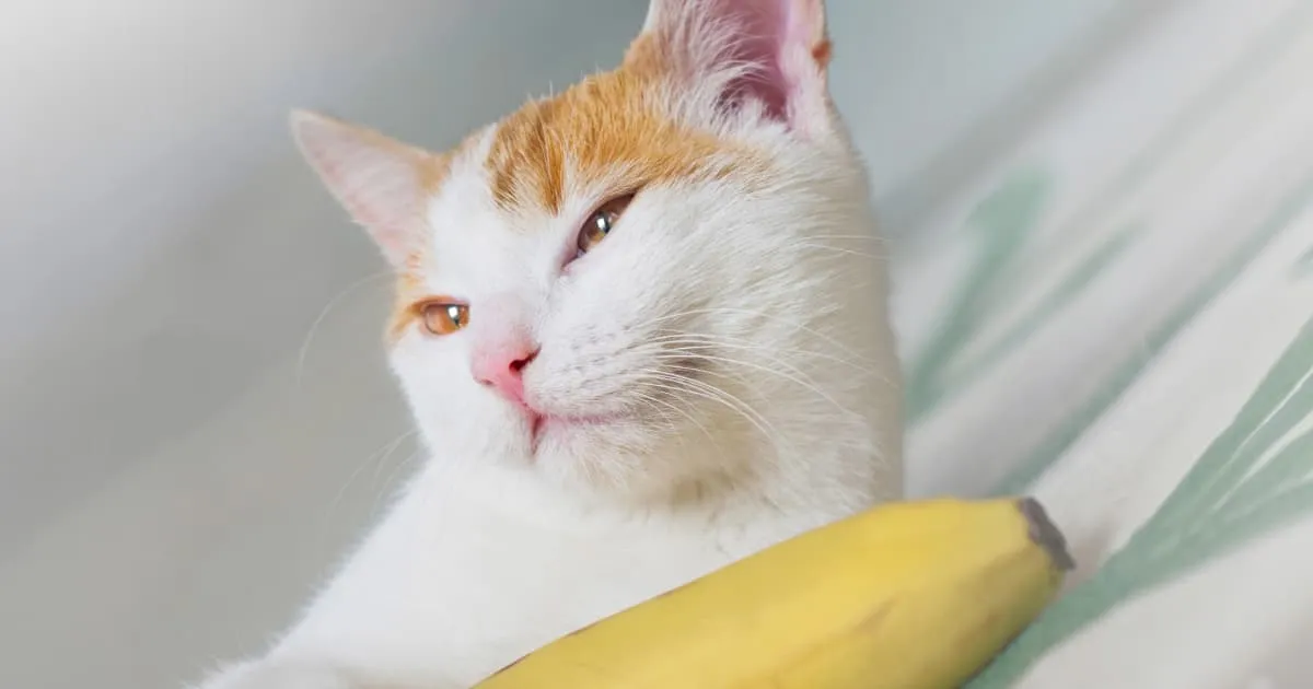 A close-up of a white and ginger cat lying next to a yellow banana