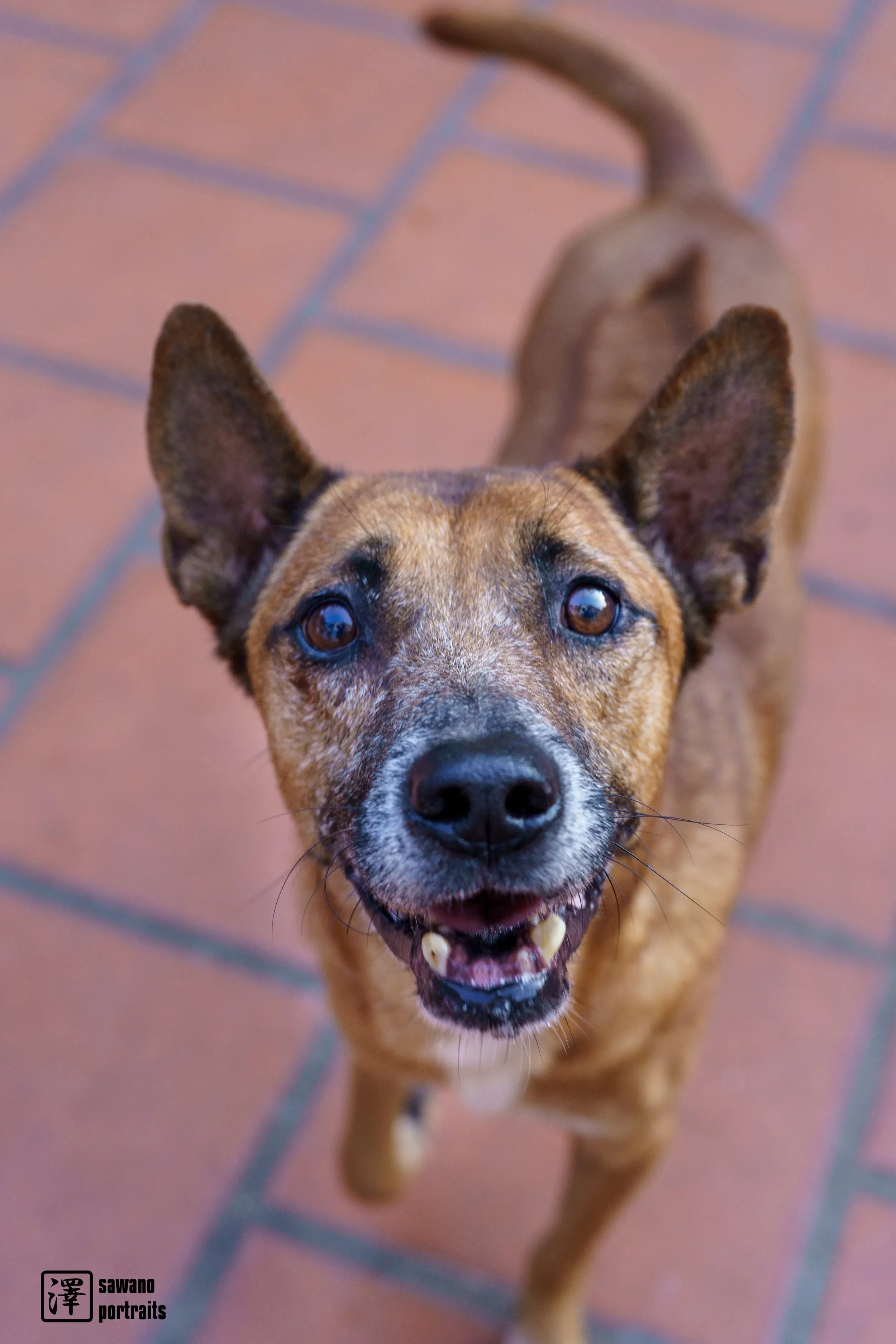 Rescue dog receiving care while waiting for adoption