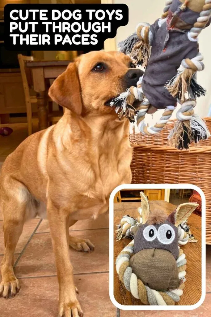 Yellow Labrador playing tug with a soft donkey toy