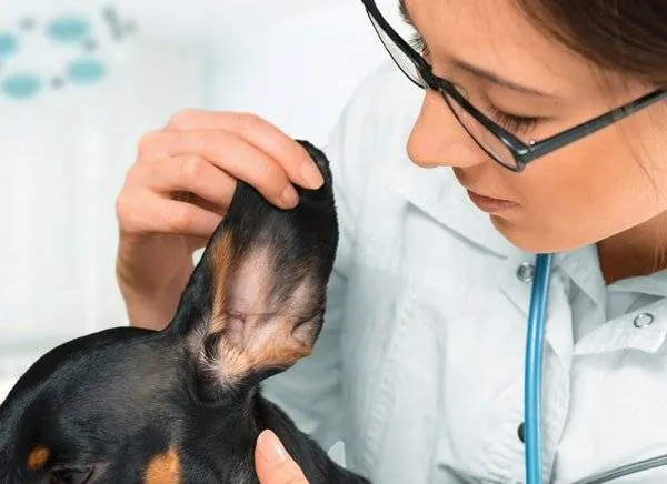 Veterinarian examining a dog suspected of having an ear infection