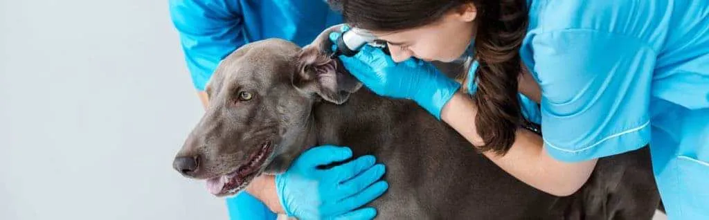 Veterinarian carefully examining a dog's ear during a routine checkup