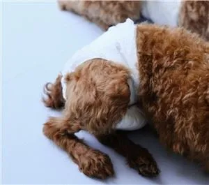 Disposable female dog diaper wrap with superior leak protection and adjustable fit
