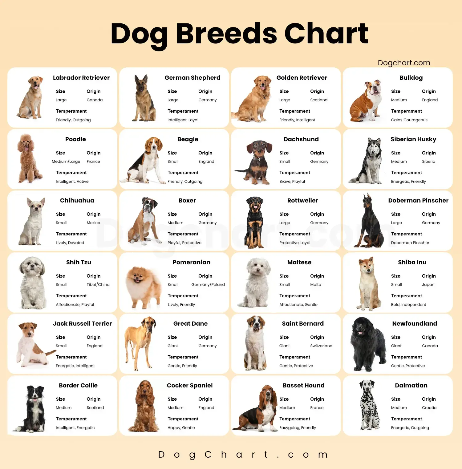 Comprehensive dog breed chart displaying numerous small, medium, and large breeds with labeled names