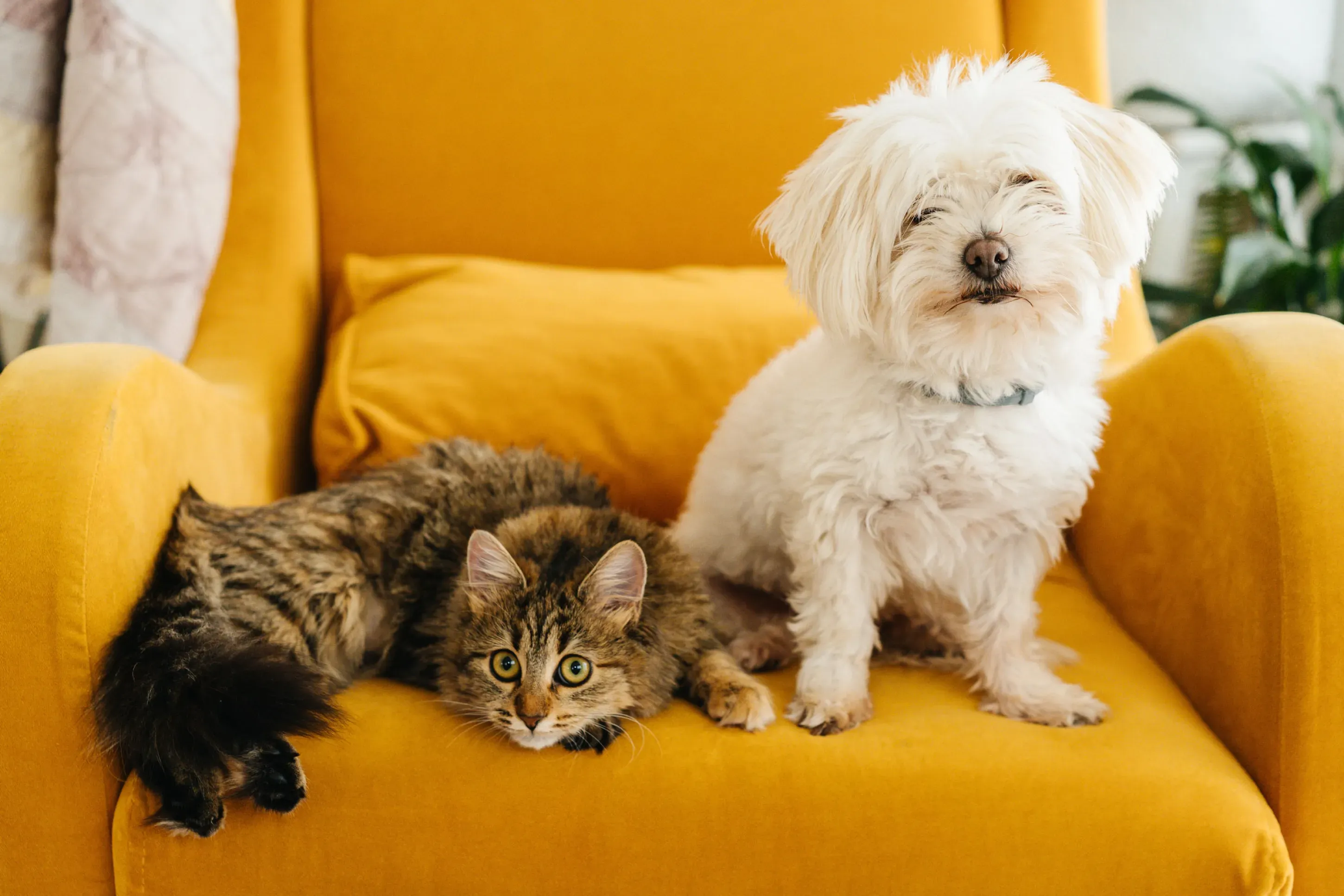 A small white dog and a tabby cat resting together indoors, illustrating a calm, pet-friendly home environment
