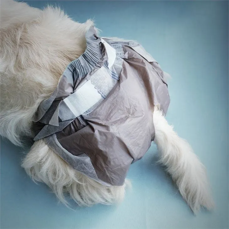 Female dog wearing a properly fitted pet diaper during heat cycle