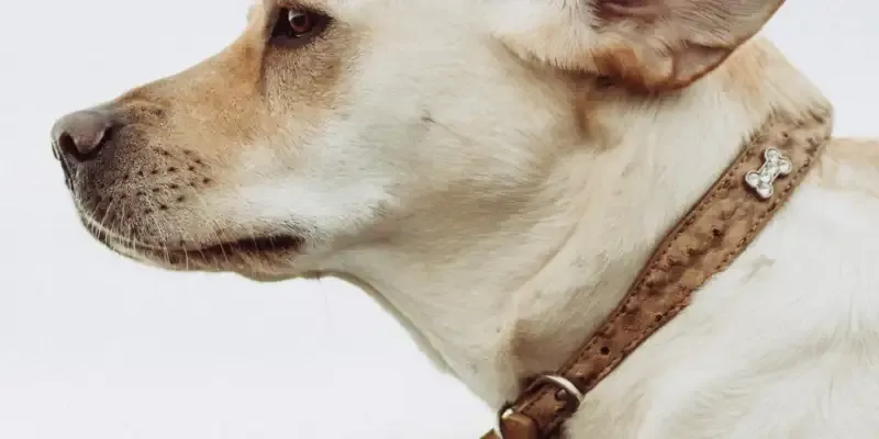 Dog ear wound