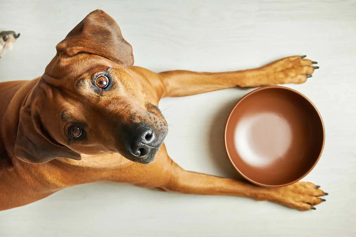 A brown dog staring at an empty food bowl, showing reluctance to eat kibble