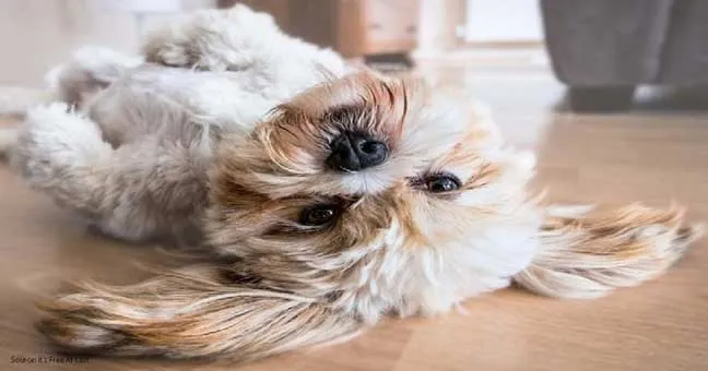 Trusted pet sitter providing personalized care and attention to dogs