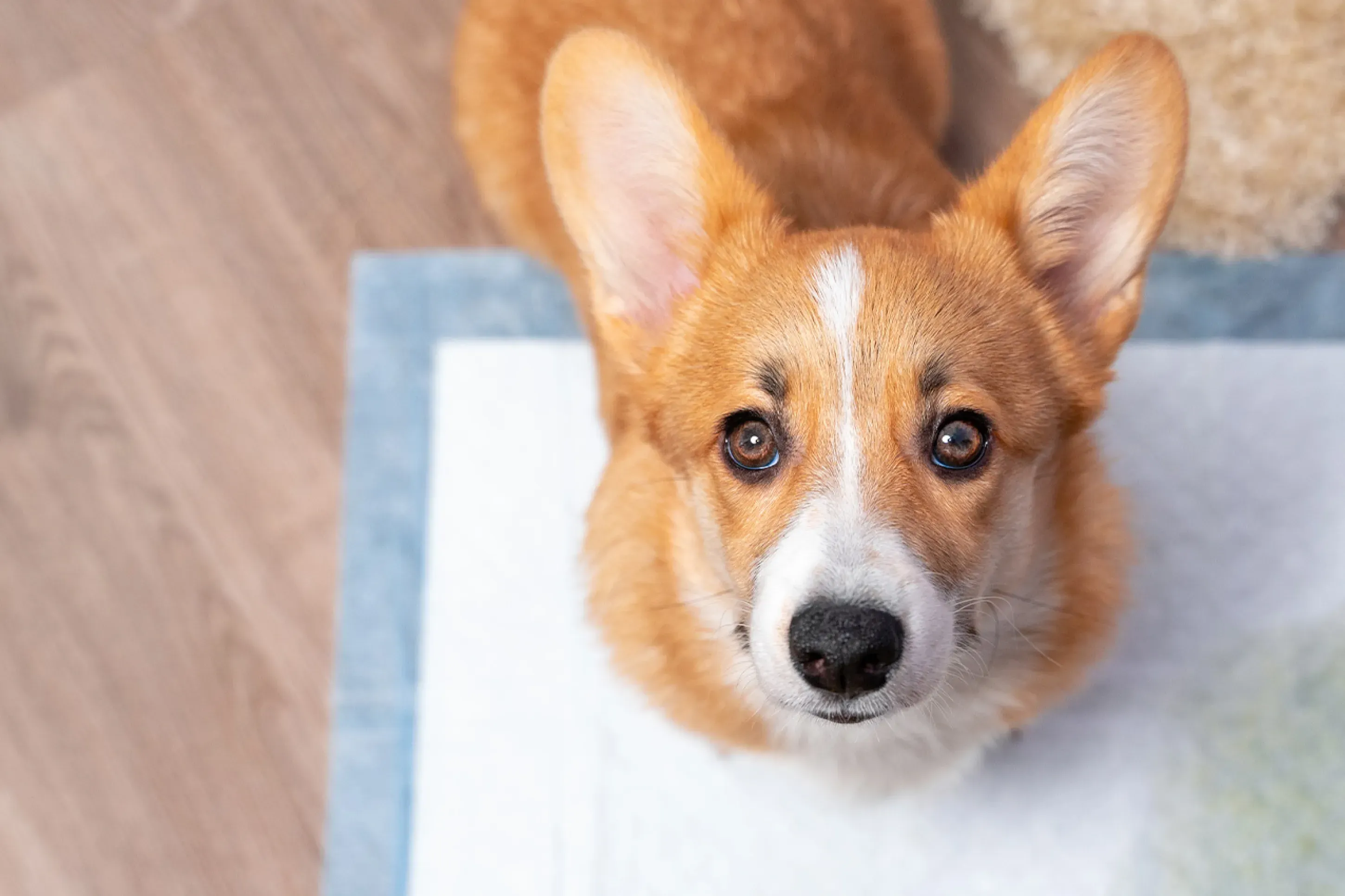 Corgi puppy using a wet pad to potty train