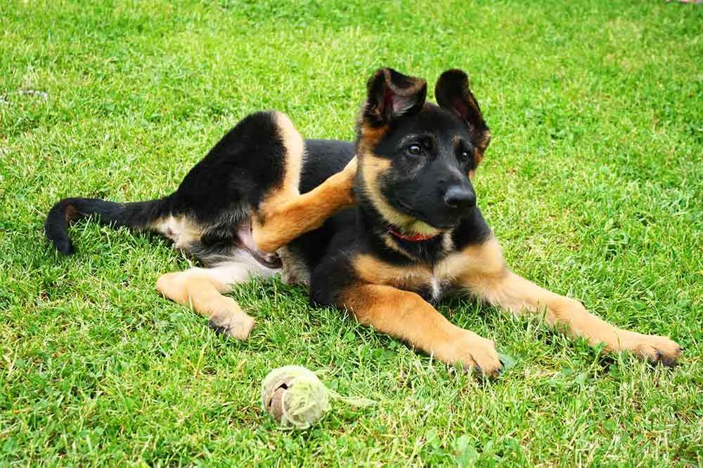 Dog scratching itself, a recurring sign of unresolved allergies or yeast infections
