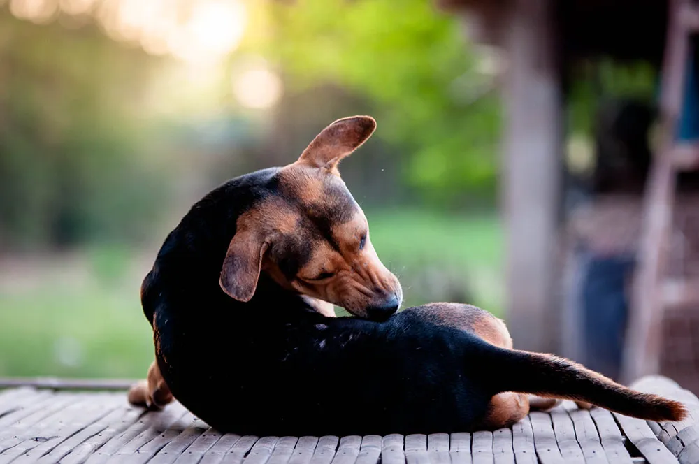 Dog biting and scratching due to skin allergies linked to yeast overgrowth