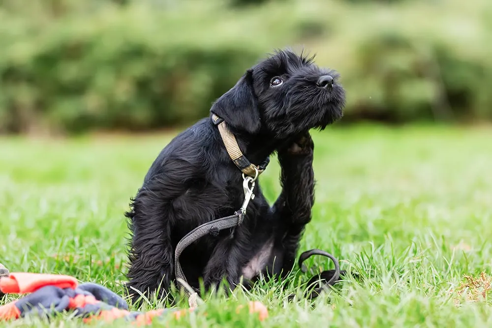 Dog scratching its ear due to a yeast infection