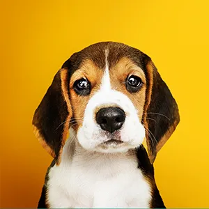 Healthy dog standing outdoors representing active pet care and nutrition