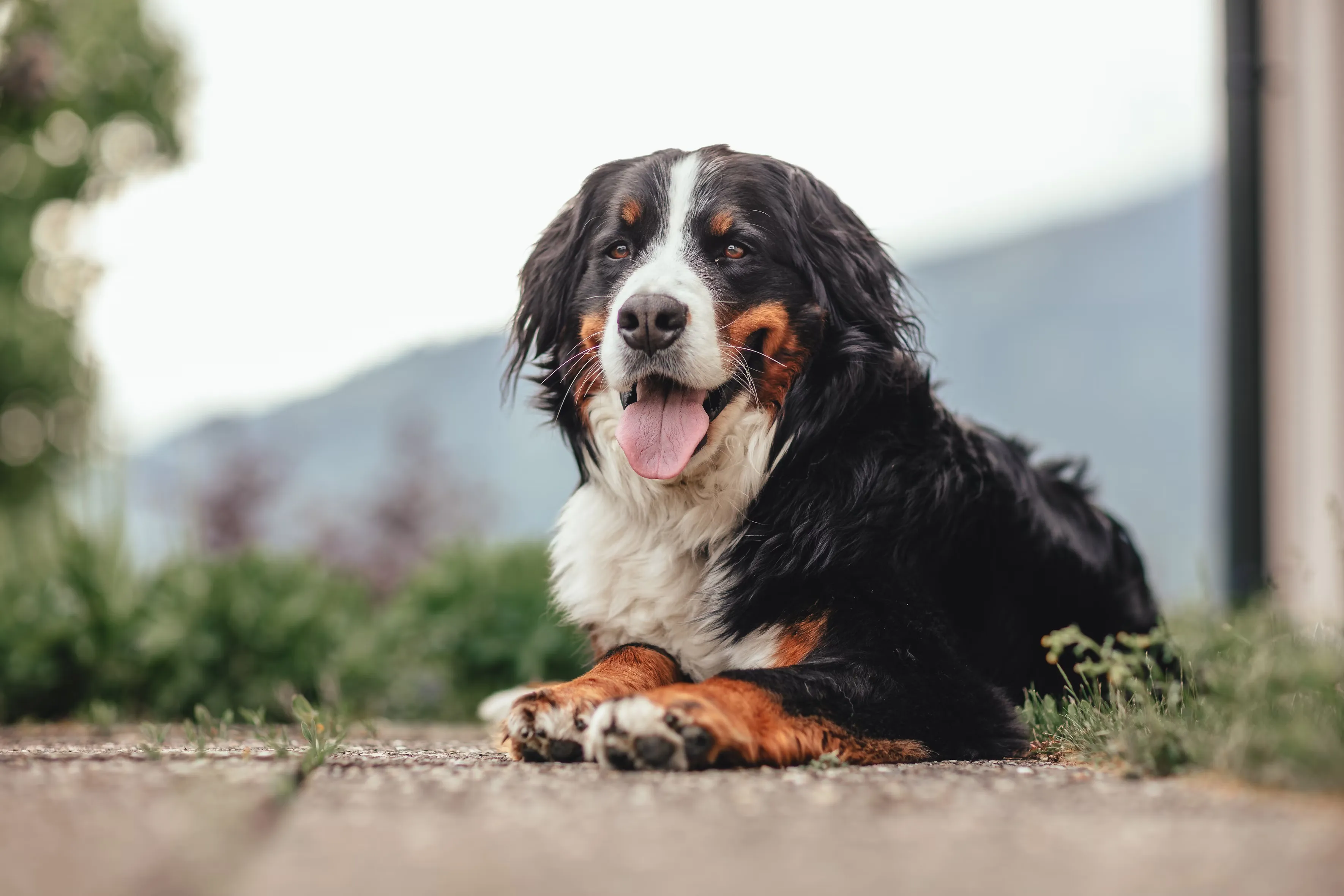 A happy dog enjoying quality time with an attentive and caring pet sitter