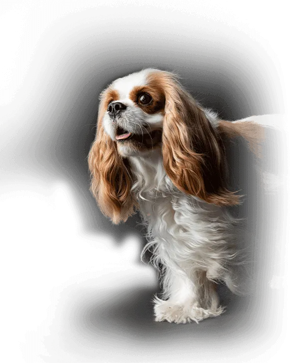 Brown and white King Charles Spaniel