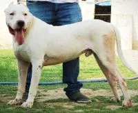 A playful Dogo Argentino puppy with a curious and friendly demeanor