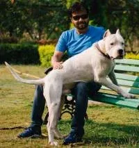 A well-socialized Dogo Argentino with a balanced body and rich coat