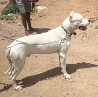 A majestic Dogo Argentino with a strong, muscular build and a glossy white coat