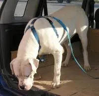 A Dogo Argentino dam with a calm and nurturing expression