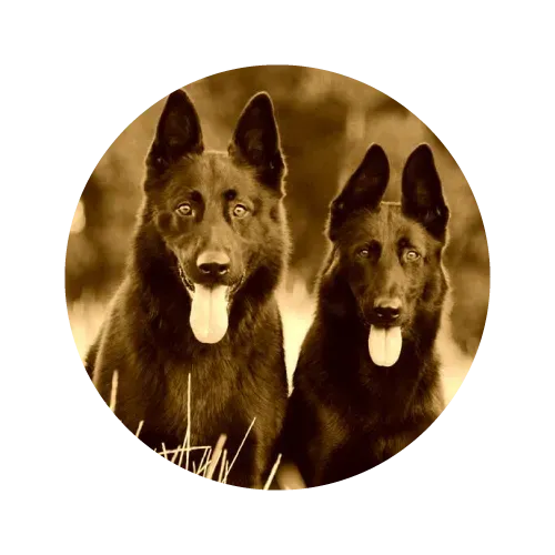 Dog walking online training and certification