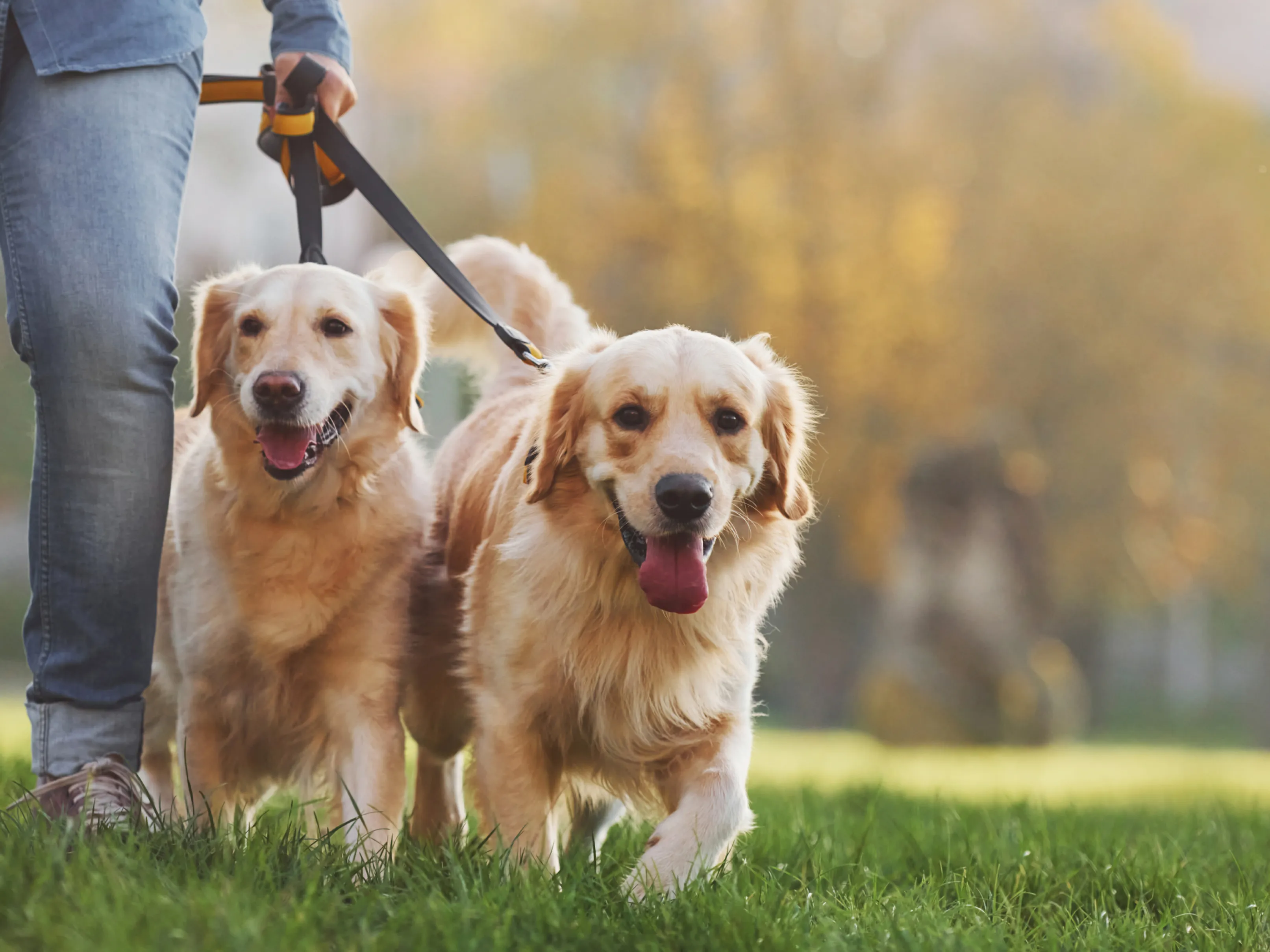 Two golden retrievers enjoying a walk with their dog walker