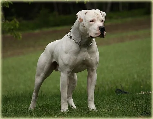 The American Bulldog