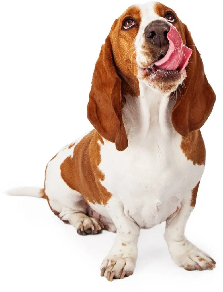 Long-eared dog breed prone to ear infections due to reduced airflow in floppy ears
