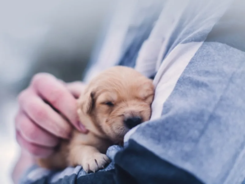 A tiny Chihuahua puppy being gently held by a person